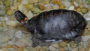 The Bog Turtle is at the top of the list for endangered amphibians and reptiles in Virginia. Photo courtesy of the Virginia Herpetological Society. 