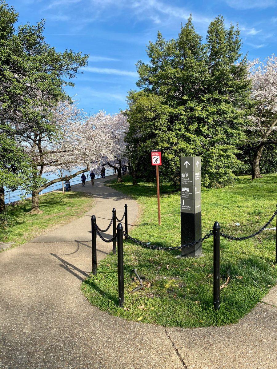 Paths through the cherry trees at the Tidal Basin were virtually empty early on March 22.