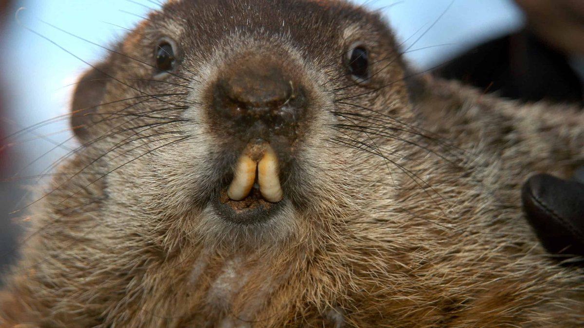 A Groundhogs Perspective: Valentines Day