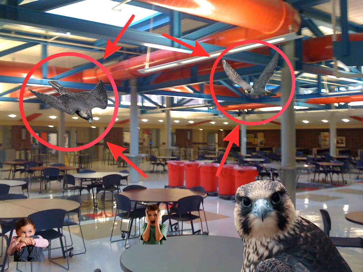 Annotated photo of the increasing number of Peregrine falcons in the King Street cafeteria.
